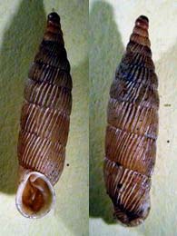 Tabella della Famiglia Clausilidae